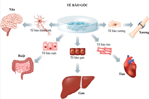 Tiềm năng vượt trội của tế bào gốc trong điều trị các mặt bệnh khác nhau