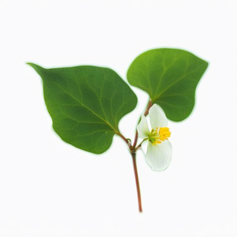 Mẹo chữa viêm đường tiết niệu sau sinh bằng rau diếp cá có tác dụng hỗ trợ trong việc điều trị viêm đường tiết niệu sau sinh.