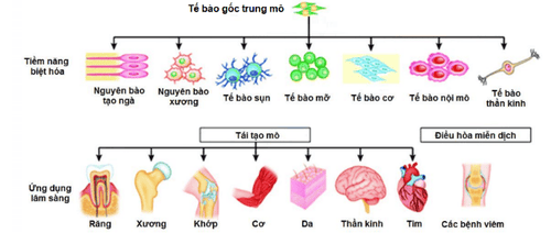 Ứng dụng tế bào gốc trung mô trong nghiên cứu và điều trị các bệnh lý
